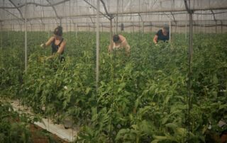 Cooperativa San Rocco