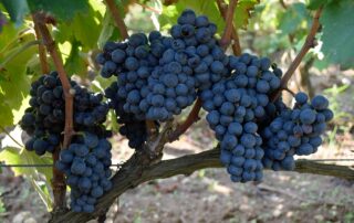 Feudi Guagnano
